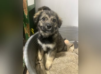 Kayla - verschmustes, liebes Welpenmädchen