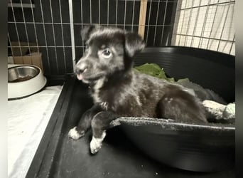 Welpenmädchen NURIA - Wer hat ein Körbchen frei?