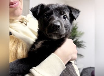 Welpenmädchen NURIA - Wer hat ein Körbchen frei?