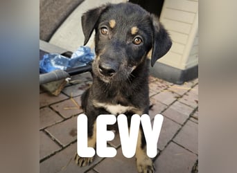 Levy - fröhlicher Welpe möchte eine Familie