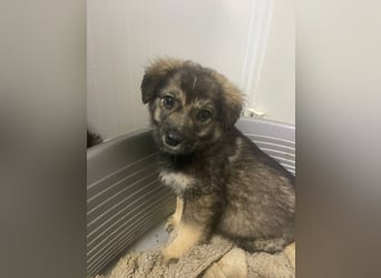 Kayla - verschmustes, liebes Welpenmädchen