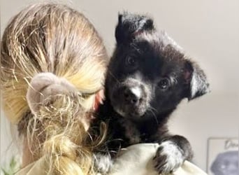 Welpenmädchen NURIA - Wer hat ein Körbchen frei?