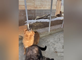 Hündin Lucky sucht Zuhause mit Freundin Groh