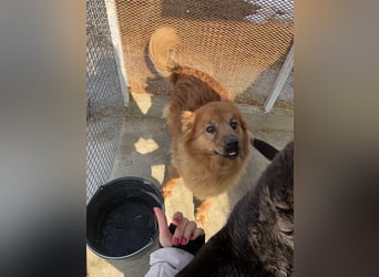 Hündin Lucky sucht Zuhause mit Freundin Groh