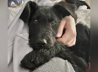 In Luxemburg: Welpe Mads verliert sein Zuhause