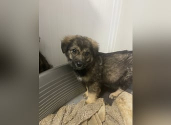 Kayla - verschmustes, liebes Welpenmädchen