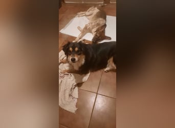 Feinfühliger Begleiter Marty mit großem Herzen