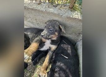 Sanftes Welpenmädchen Bonny