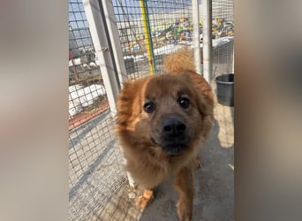Hündin Lucky sucht Zuhause mit Freundin Groh