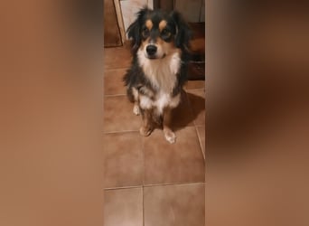 Feinfühliger Begleiter Marty mit großem Herzen