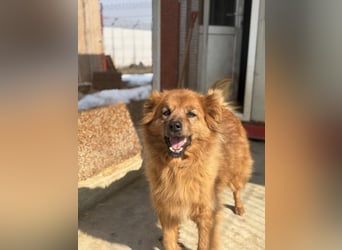 Hündin Lucky sucht Zuhause mit Freundin Groh