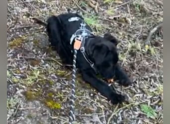 In Luxemburg: Welpe Mads verliert sein Zuhause