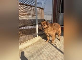 Hündin Lucky sucht Zuhause mit Freundin Groh