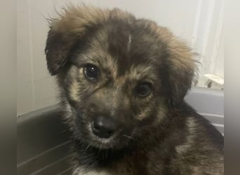 Kayla - verschmustes, liebes Welpenmädchen