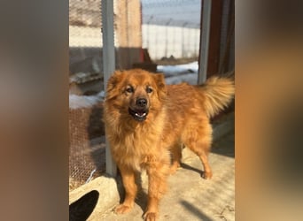 Hündin Lucky sucht Zuhause mit Freundin Groh