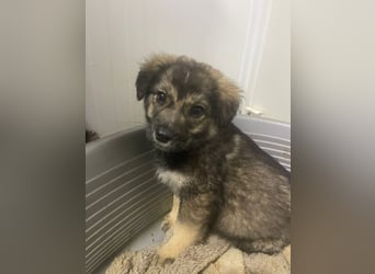 Kayla - verschmustes, liebes Welpenmädchen