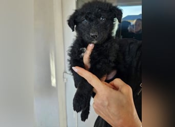 In Luxemburg: Welpe Mads verliert sein Zuhause