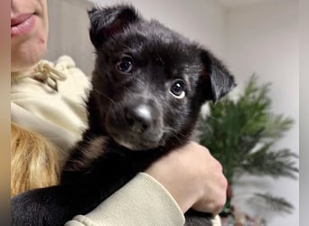 Welpenmädchen NURIA - Wer hat ein Körbchen frei?