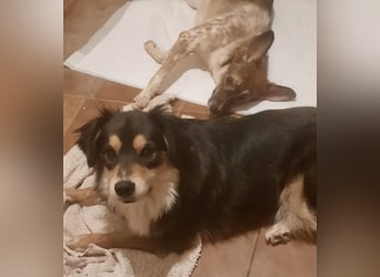 Feinfühliger Begleiter Marty mit großem Herzen