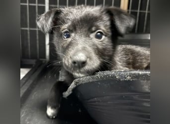 Welpenmädchen NURIA - Wer hat ein Körbchen frei?