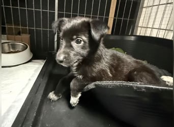 Welpenmädchen NURIA - Wer hat ein Körbchen frei?