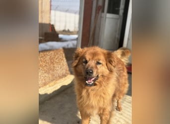 Hündin Lucky sucht Zuhause mit Freundin Groh