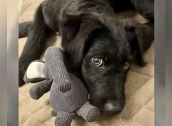 In Luxemburg: Welpe Mads verliert sein Zuhause