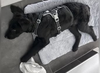 In Luxemburg: Welpe Mads verliert sein Zuhause