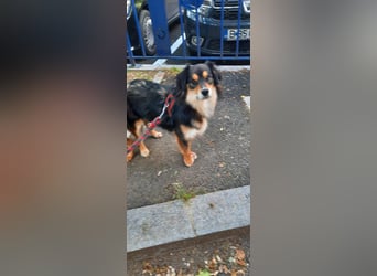 Feinfühliger Begleiter Marty mit großem Herzen