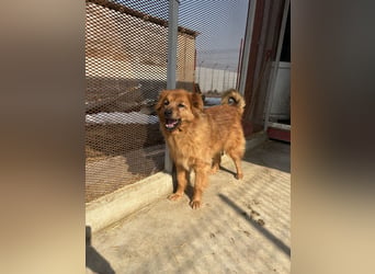 Hündin Lucky sucht Zuhause mit Freundin Groh