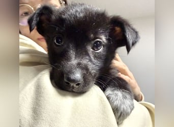 Welpenmädchen NURIA - Wer hat ein Körbchen frei?