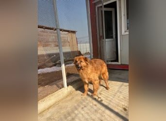 Hündin Lucky sucht Zuhause mit Freundin Groh