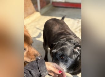Hündin Lucky sucht Zuhause mit Freundin Groh