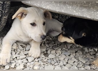 Welpe Nella sucht „ihre“ Menschen (bundesweit D/CH/LUX)