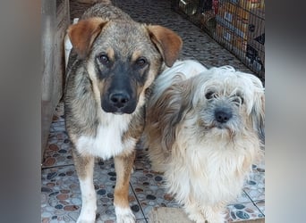 Mogosel - bildhübscher Jungspund