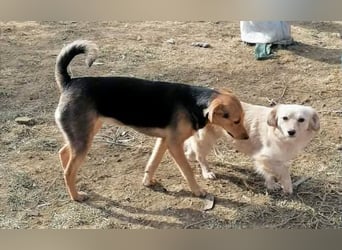 Paloma - liebe und unkomplizierte Anfängerhündin