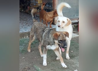 Mogosel - bildhübscher Jungspund