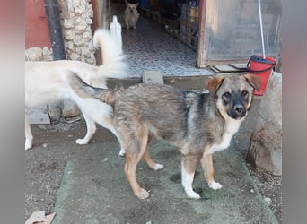 Mogosel - bildhübscher Jungspund