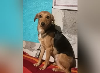 Paloma - liebe und unkomplizierte Anfängerhündin