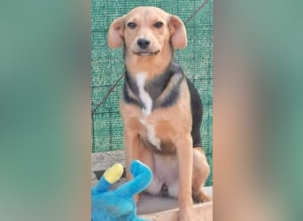 Paloma - sehr liebes Rehlein