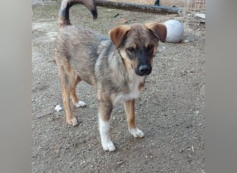 Mogosel - bildhübscher Jungspund