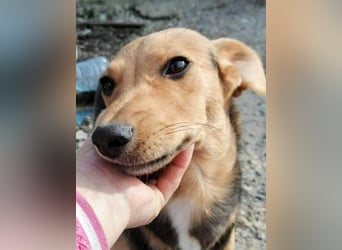 Paloma - sehr liebes Rehlein