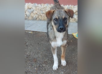 Mogosel - bildhübscher Jungspund