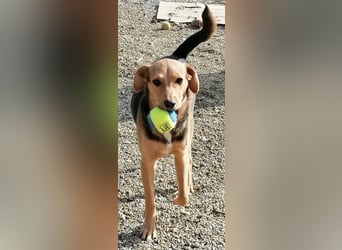 Paloma - sehr liebes Rehlein