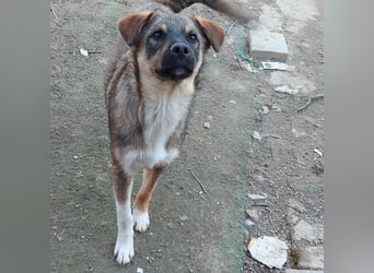 Mogosel - bildhübscher Jungspund