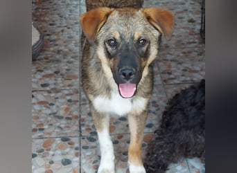 Mogosel - bildhübscher Jungspund