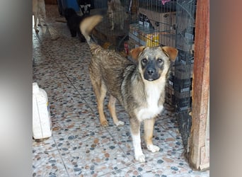 Mogosel - bildhübscher Jungspund