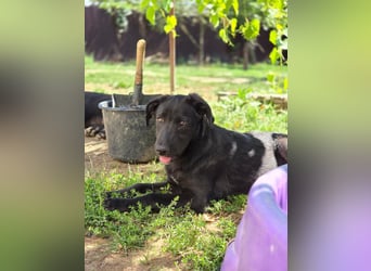 Lieber, schmusiger Coro sucht sein Zuhause