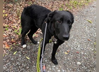 Coro lieber Junghund sucht seine liebe Familie