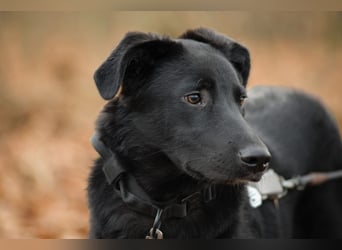 Coro lieber Junghund sucht seine liebe Familie